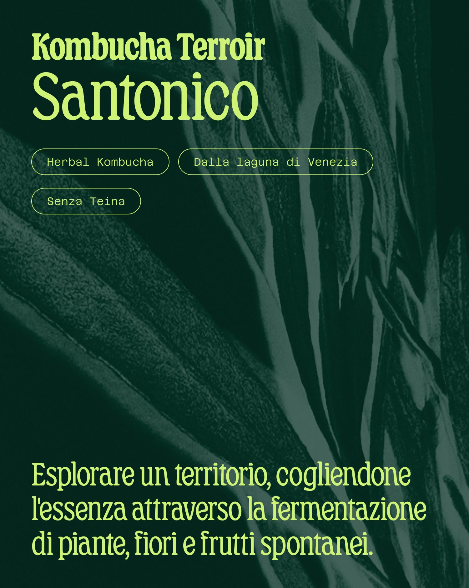 Kombucha Terroir Santonico